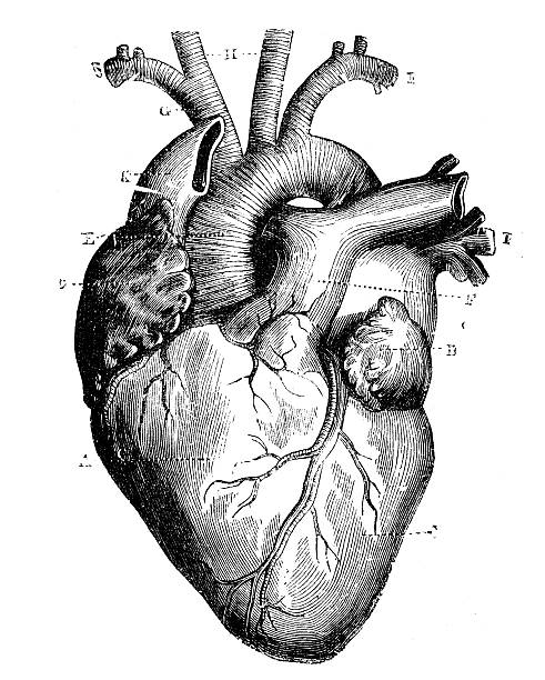 Antique medical scientific illustration high-resolution: heart Antique medical scientific illustration high-resolution: heart biology illustrations stock illustrations