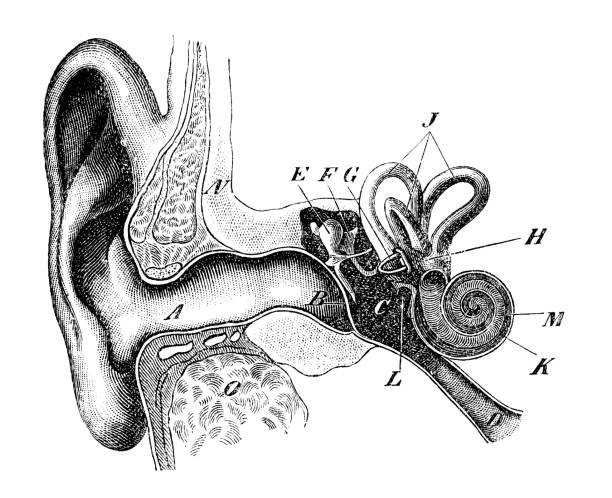 Antique medical scientific illustration high-resolution: human ear Antique medical scientific illustration high-resolution: human ear biomedical illustration stock illustrations