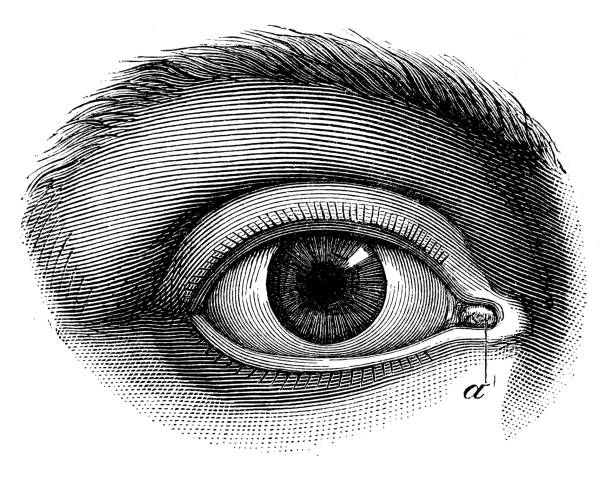 Antique medical scientific illustration high-resolution: human eye Antique medical scientific illustration high-resolution: human eye eye drawings stock illustrations