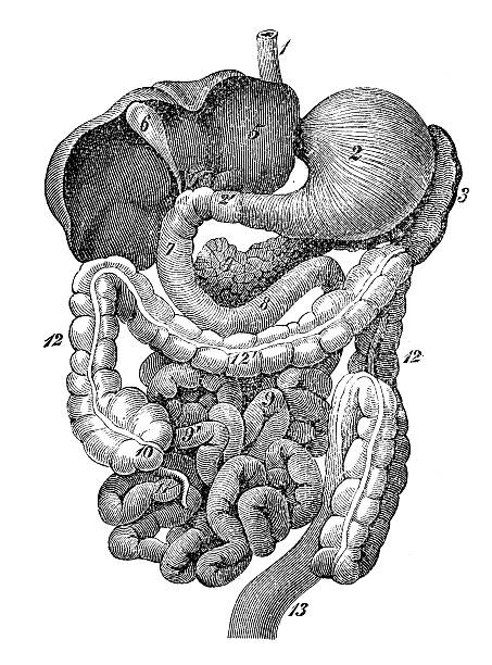 Antique medical scientific illustration high-resolution: human organs  biomedical illustration stock illustrations