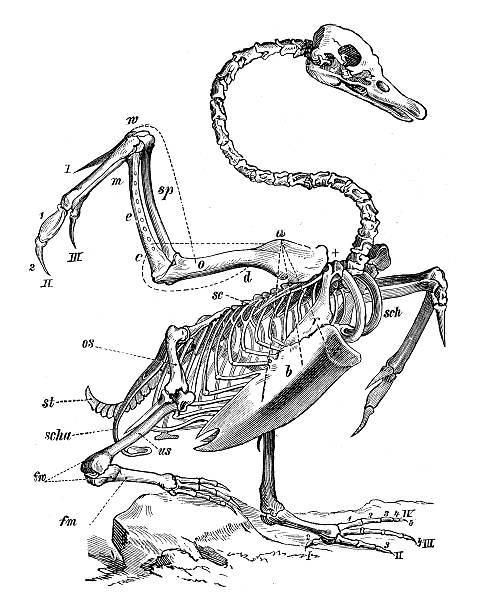illustrations, cliparts, dessins animés et icônes de antique scientifique médicale illustration: swan de skeleton - squelette oiseau