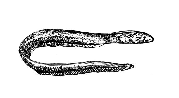 앤티크 바다 동물 조각 일러스트: 전기 장어 (전기 전기) - 전기뱀장어 stock illustrations