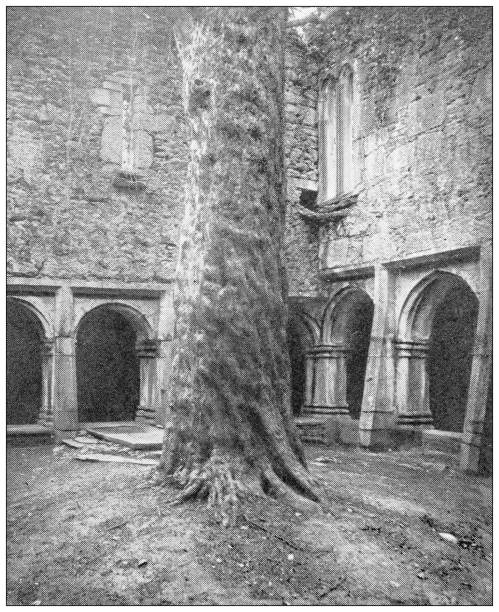 Antique travel photographs of Ireland: Yew-tree, Muckross Abbey Antique travel photographs of Ireland: Yew-tree, Muckross Abbey yew lake stock illustrations