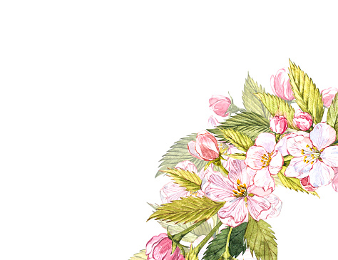 アップル フレーム ボタニカル イラストリンゴの花と葉のカード デザイン水彩画ボタニカル イラスト白背景に分離されました イラストレーションのベクターアート素材や画像を多数ご用意 Istock