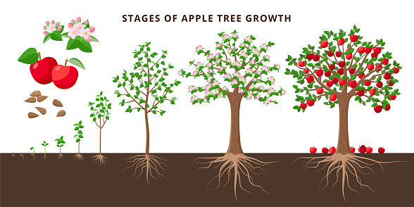 Apple Tree Growing Stages Vector Botanical Illustration In Flat Design Isolated On White Background Stock Illustration - Download Image Now - iStock