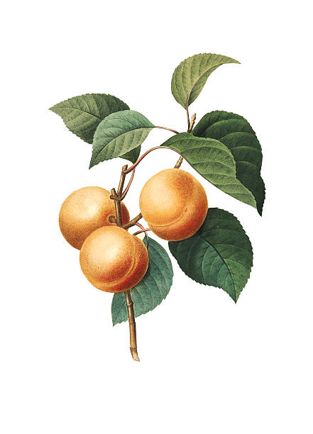 Apricot | Redoute Botanical Illustrations High resolution illustration of an apricot, isolated on white background. Engraving by Pierre-Joseph Redoute. Published in Choix Des Plus Belles Fleurs, Paris (1827). apricot stock illustrations