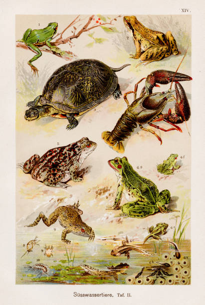 illustrazioni stock, clip art, cartoni animati e icone di tendenza di animali acquatici d'acqua dolce cromolitografia 1899 - ranocchia