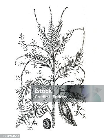 istock Arecaceae or Calamus palm. hand drawn illustration. Palm tree 1364913667