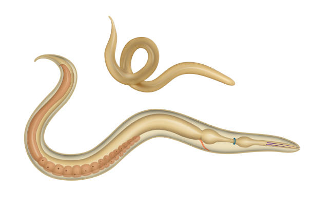Ascaris The structure of the roundworm. Ascaris nematode worm stock illustrations