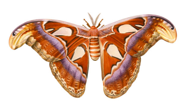 Atlas Moth vector art illustration