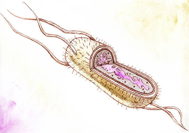 Best Salmonella Bacterium Illustrations, Royalty-Free Vector Graphics