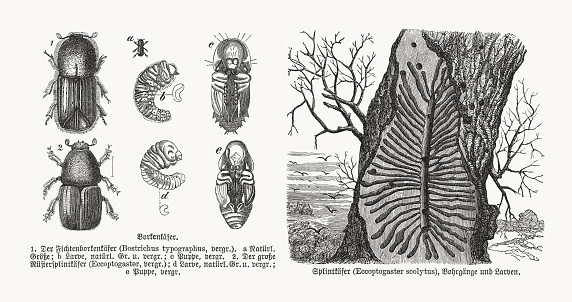 Bark beetles: 1) Fir bark beetle (Pityophthorus pityographus, or Bostrichus typographus), a-natural size, b-larva (natural size and magnified), c-pupa; 2) European elm bark beetle (Scolytus scolytus), d-larva (natural size and magnified), e-pupa (magnified). Right: European elm bark beetle (Scolytus scolytus, or Eccoptogaster scolytus), galleries and larvae. Explanations in German. Wood engravings, published in 1893.