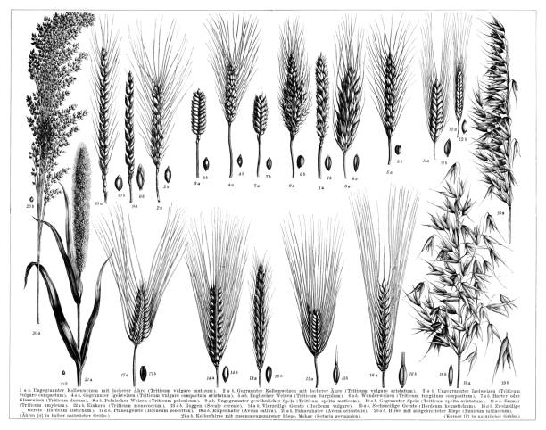 Barley wheat millet and other species of grain 1896 vector art illustration