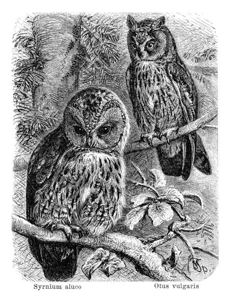 Barred and long-eared owl sitting in the tree drawing 1898 vector art illustration