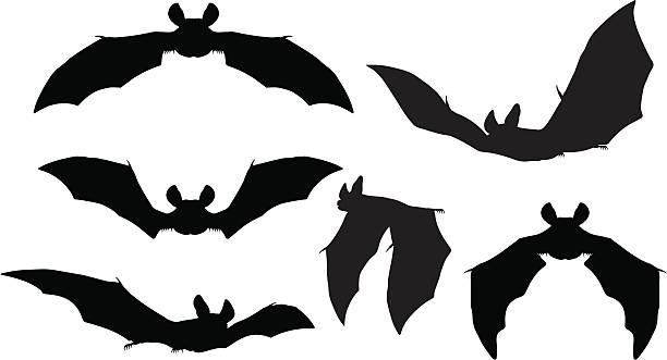 Bats Silhouettes Silhouettes set of bats flying bat stock illustrations