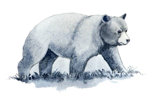Bear on White Background vector art illustration