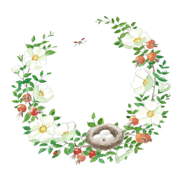 Beautiful cosy vintage hand drawn watercolor white rosehip wreath frame vector art illustration