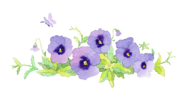 Beautiful elegant watercolor purple garden pansy border vignette vector art illustration