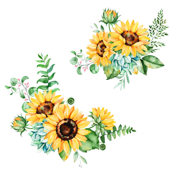 Beautiful floral collection with sunflowers Beautiful floral collection with sunflowers,leaves,branches,fern leaves,feathers.2 bright watercolor bouquets for your design.Perfect for wedding,invitation,template card,Birthday and boho style bouquet illustrations stock illustrations