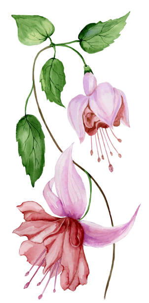 Beautiful fuchsia flower on a twig with green leaves. Isolated on white background. Watercolor painting Beautiful fuchsia flower on a twig with green leaves. Isolated on white background. Watercolor painting. Hand painted floral illustration. fuchsia flower stock illustrations