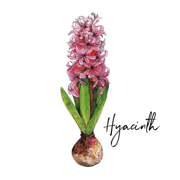 bildbanksillustrationer, clip art samt tecknat material och ikoner med vacker hyacintblomma i rosa färger isolerade på vit bakgrund för kort, affischer, textil etc. akvarell handritade illustration - red hyacinth