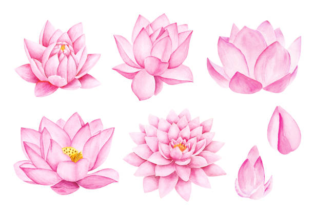 美しいピンクの蓮の花。水彩イラスト。 - 蓮の花点のイラスト素材／クリップアート素材／マンガ素材／アイコン素材