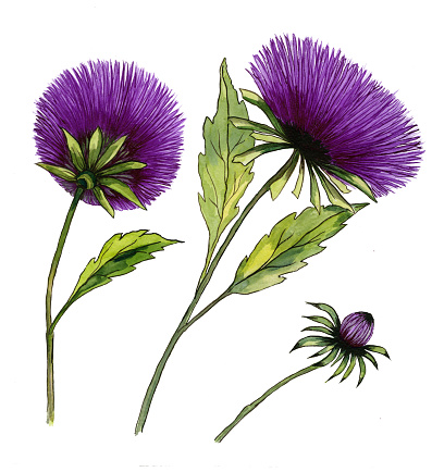 緑の葉が付いている茎の美しい紫アスターの花2 つの花および芽の白い背景で隔離のセット水彩画手描きのイラスト アスターのベクターアート素材や画像を多数ご用意 Istock