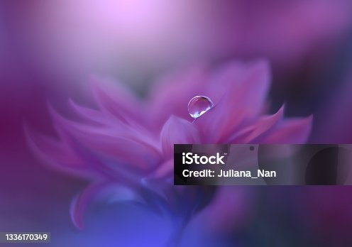 istock Beautiful Tranquil Nature Background.Macro Shot of Amazing Spring Flowers.Art Design.Close up Photography.Conceptual Abstract Photo.Fantasy Floral Art.Creative Artistic Wallpaper.Violet Color.Gerbera Daisy.Colorful,colors,plant.Water drop.Romantic,love. 1336170349