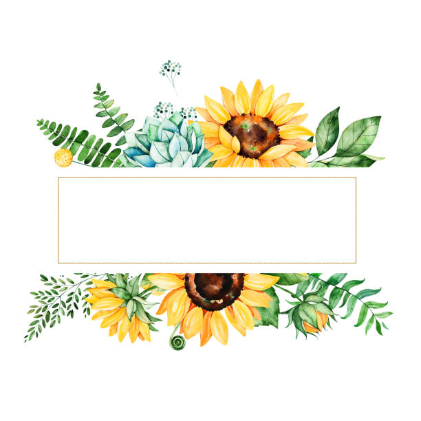 Beautiful watercolor frame border with sunflowers Beautiful watercolor frame border with sunflowers,succulent,leaves,branches,fern leaves etc.Handpainted illustration.Can be used for greeting card,wedding,Birthday and baby cards,invitations,lettering wedding clipart stock illustrations