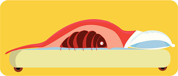 bedbug illustration of a big bed bug bed bugs hiding stock illustrations