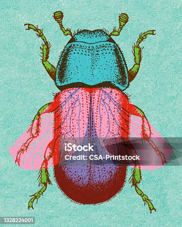 istock Beetle 1328224001