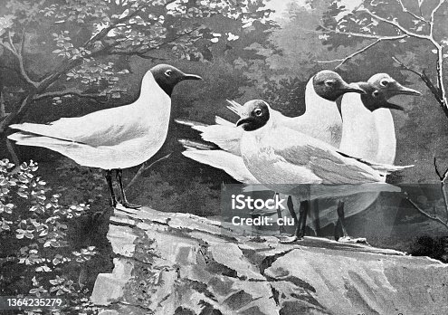 istock Berlin zoo - black-headed gulls 1364235279