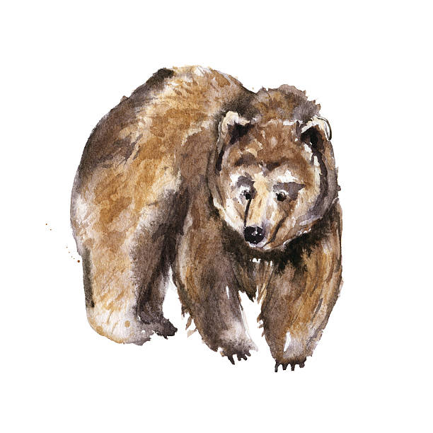 Big brown bear isolated on white, Watercolor illustration Big brown bear isolated on white background, Watercolor illustration brown bear stock illustrations