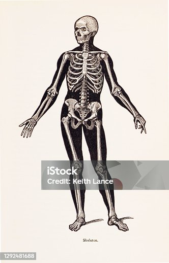 istock Biomedical Illustration: Human Skeleton 1292481688