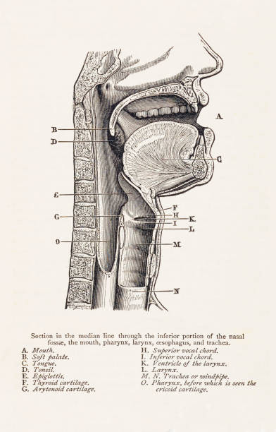 Biomedical Illustration: Mouth/Throat Anatomy Vintage medical illustration features the anatomy of the human mouth and throat. human throat anatomy stock illustrations