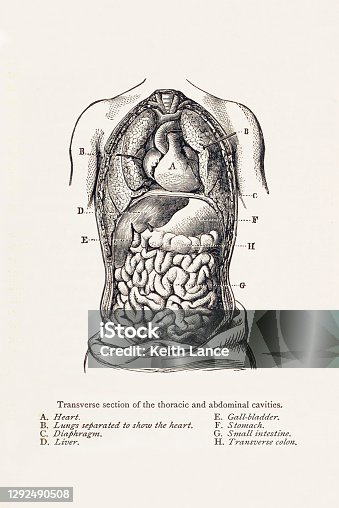 istock Biomedical Illustration: Thoracic and Abdominal Cavities 1292490508