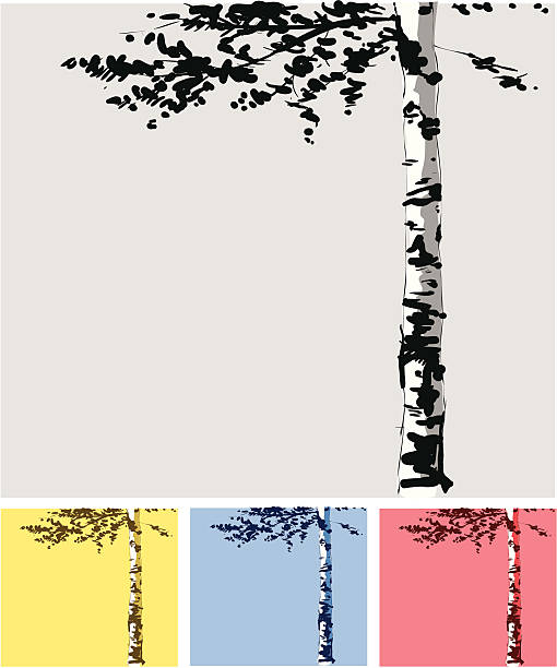 Best Birch Tree Illustrations, RoyaltyFree Vector