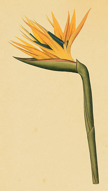 Bird-of-paradise | Antique Flower Illustrations "Vintage illustration of a bird-of-paradise.  Engraving by Pierre-Joseph Redoute. Published in Choix Des Plus Belles Fleurs, Paris (1827).CLICK ON THE LINKS BELOW TO SEE HUNDREDS OF SIMILAR IMAGES:" bird of paradise plant stock illustrations