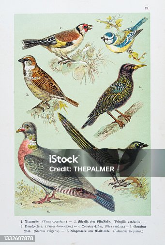 istock Birds - Blue tit, Goldfinch, House sparrow, Magpie, Starling, Wood pigeon illustration 1888 1332607878