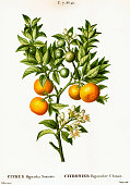 istock Bitter orange tree with fruits | Antique Botanical Illustrations 1314846042