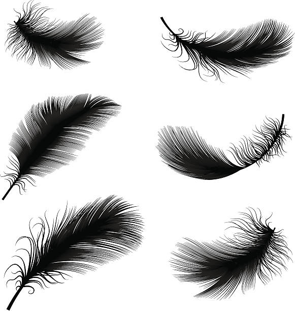 Black and white feather pens vector illustration vector illustration of feather bristle animal part stock illustrations