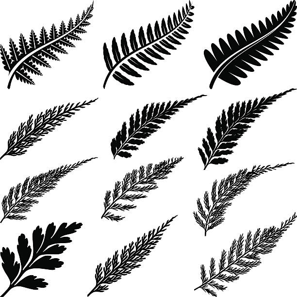 Black ferns Series of black ferns with different shaped leaves fern stock illustrations