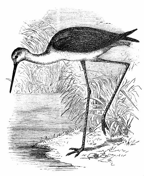 Black-winged or Common Stilt (Himantopus Himantopus) Black-winged or Common Stilt (Himantopus Himantopus) black winged stilt stock illustrations