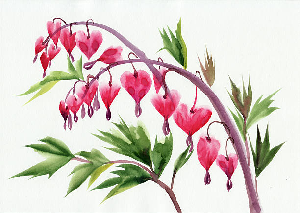 Bleeding hearts flowers vector art illustration