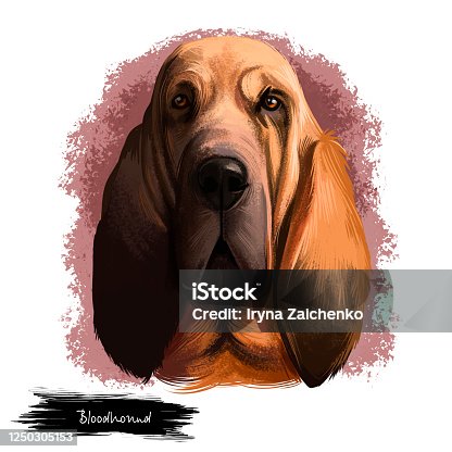 istock Bloodhound, Chien de Saint-Hubert, St. Hubert Hound dog digital art illustration isolated on white background. Norwegian origin hunting dog. Cute pet hand drawn portrait. Graphic clip art design. 1250305153