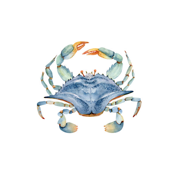 blue crab watercolor illustration in marine style. hand painted on white background blue crab watercolor illustration in marine style. hand painted on white background blue crab stock illustrations