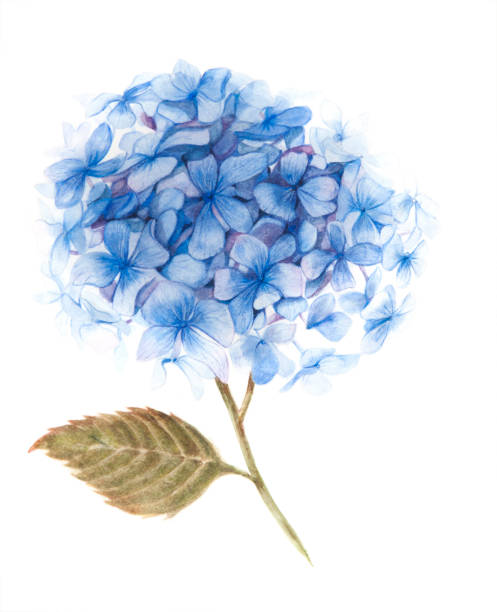 Blue hydrangea illustration vector art illustration