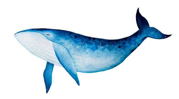 Blue whale watercolor illustration. Spirit animal, totem, wisdom holder, history keeper, peaceful strength, inner truth, creativity, emotional rebirth. Hand drawn painting, isolated, white background. whale stock illustrations