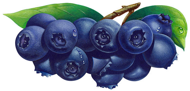 Blueberries Illustration painting of blueberries. blueberry illustrations stock illustrations