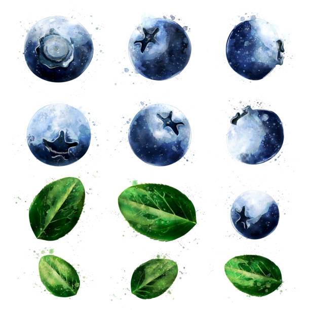 Blueberries on white background. Watercolor illustration Blueberries, isolated hand-painted illustration on a white background blueberry illustrations stock illustrations